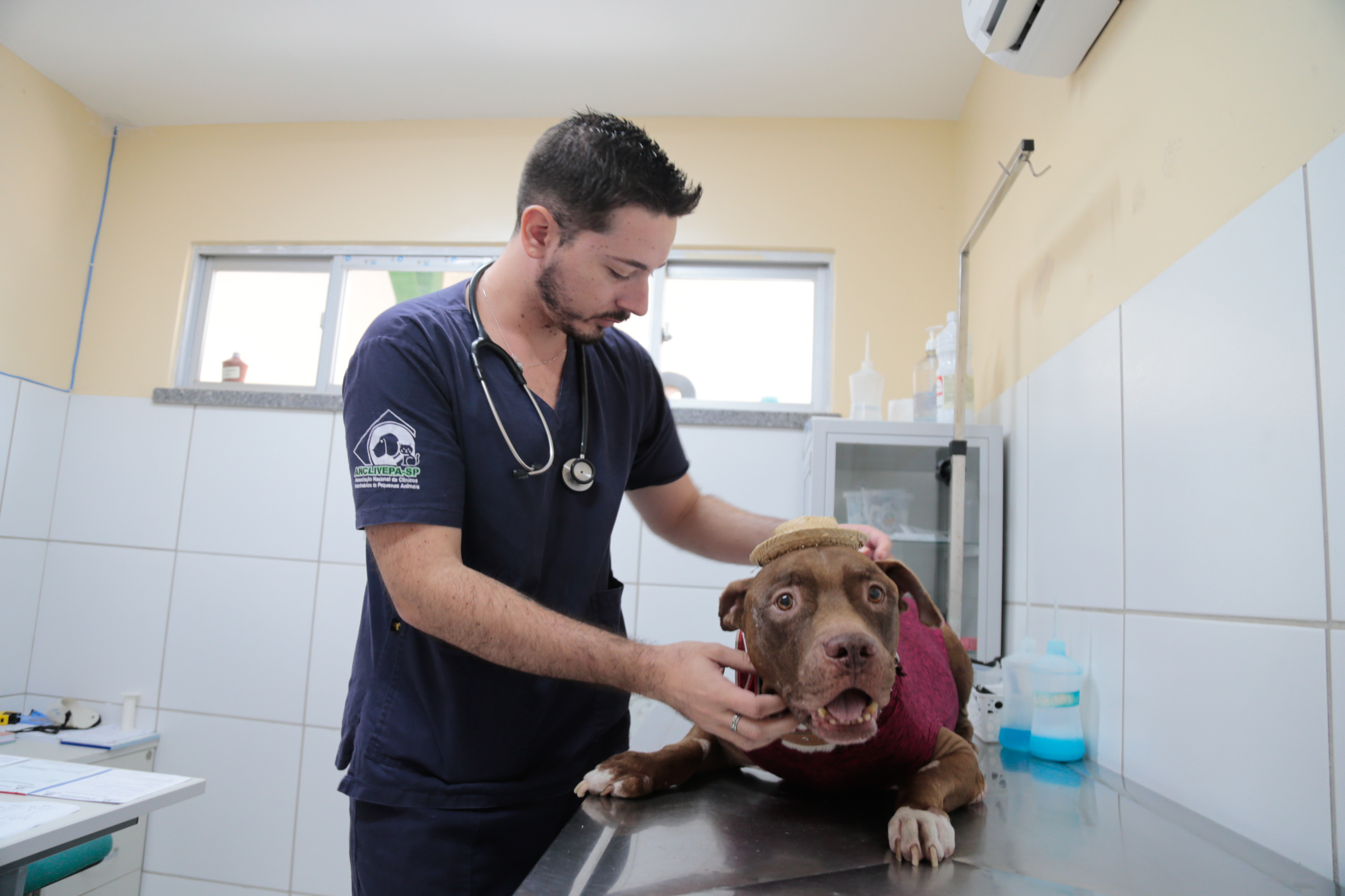 Veterinário consulta cachorro