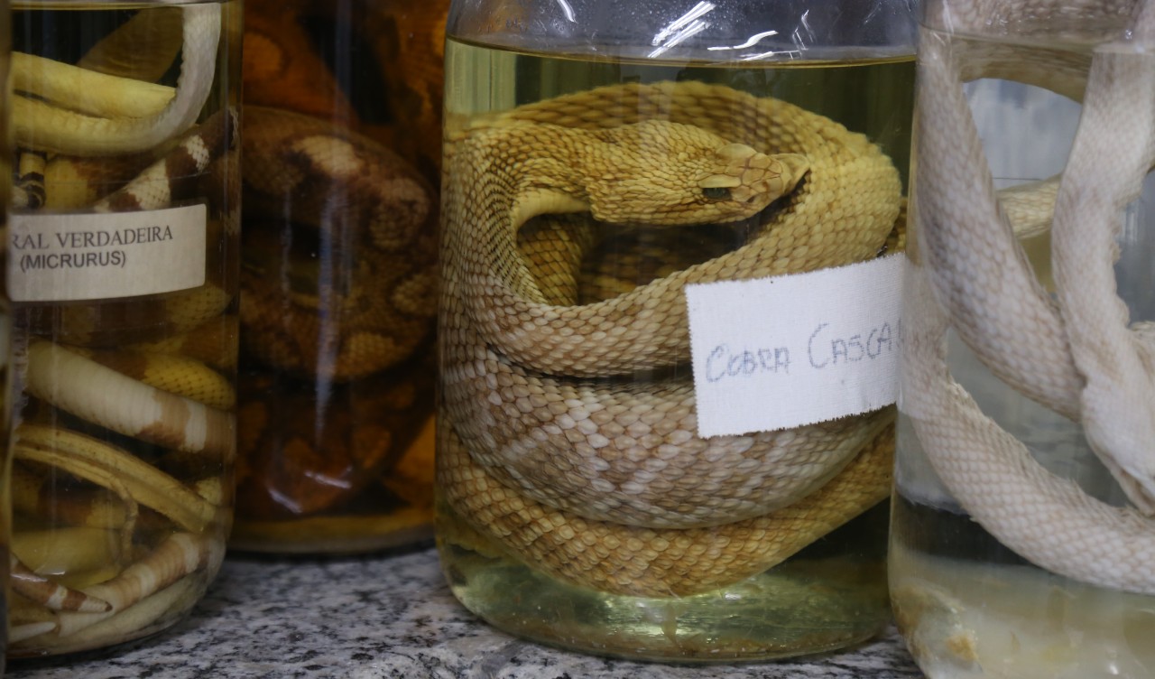 Veneno obtido da criação de cobras é arma na indústria farmacêutica