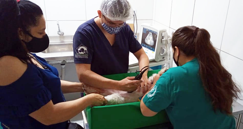 Veterinários realizando atendimento na Clínica Veterinária de Fortaleza