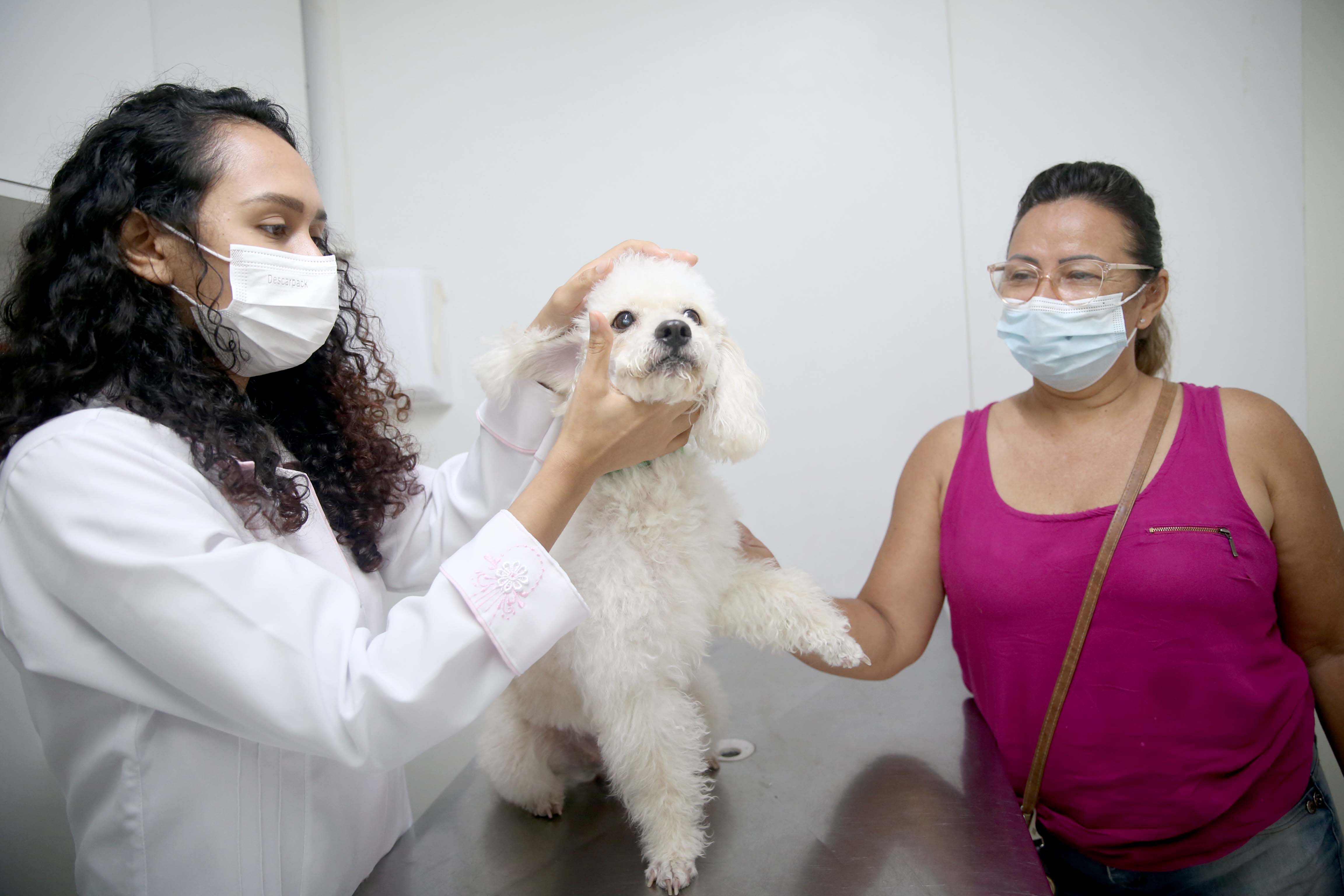 Veterinária consulta cachorro em VetMóvel