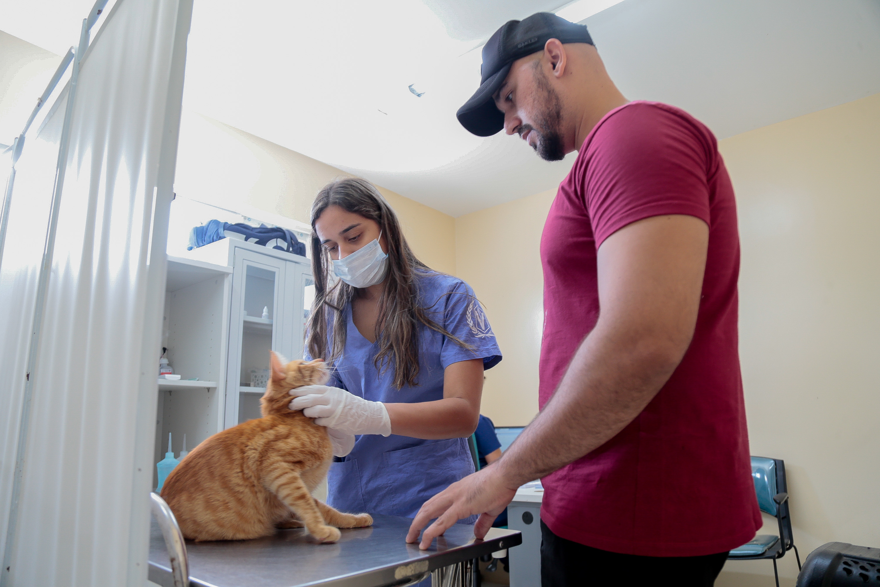 Veterinária consulta gato