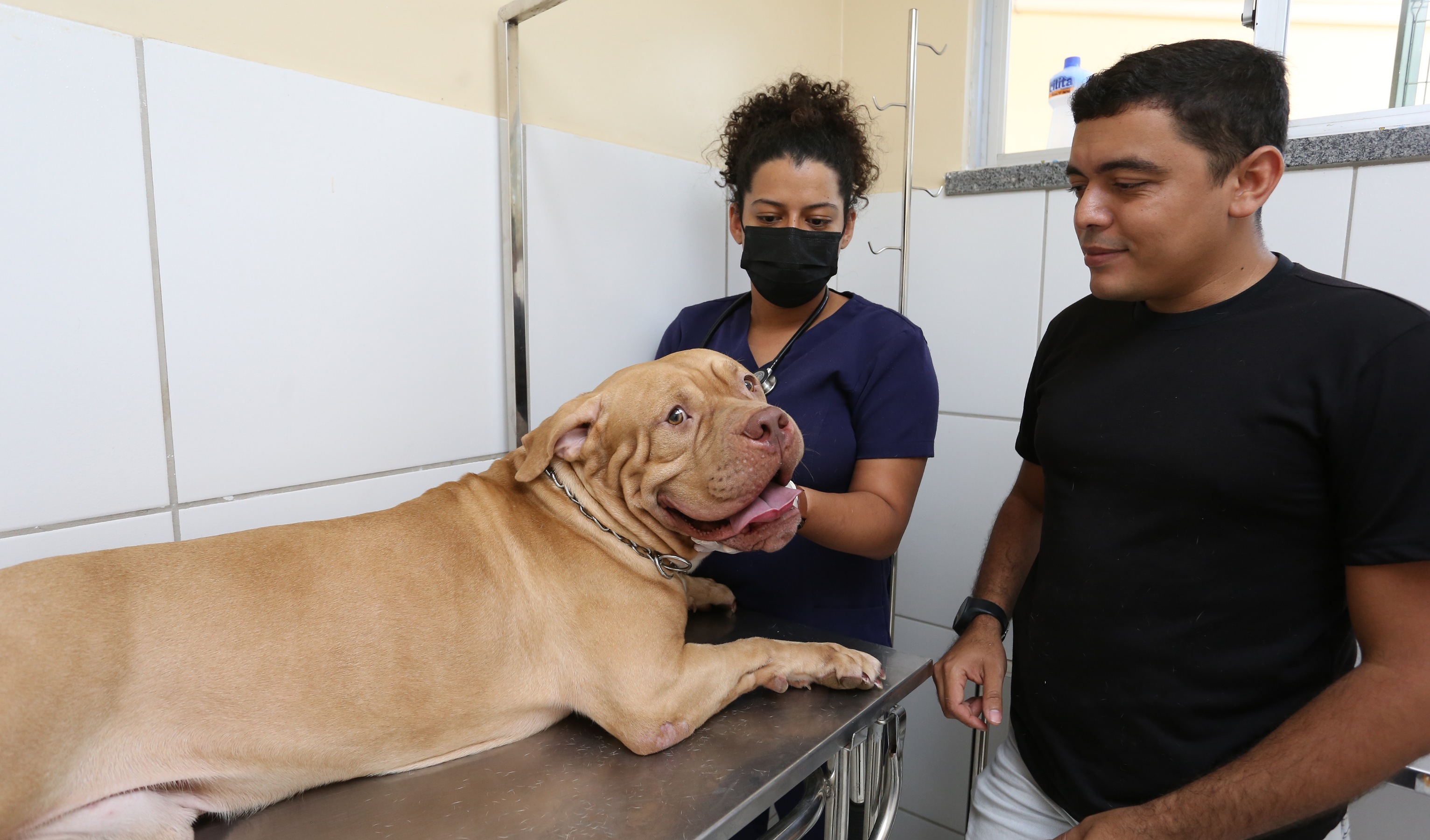 Cão passa por avaliação veterinária antes de doação