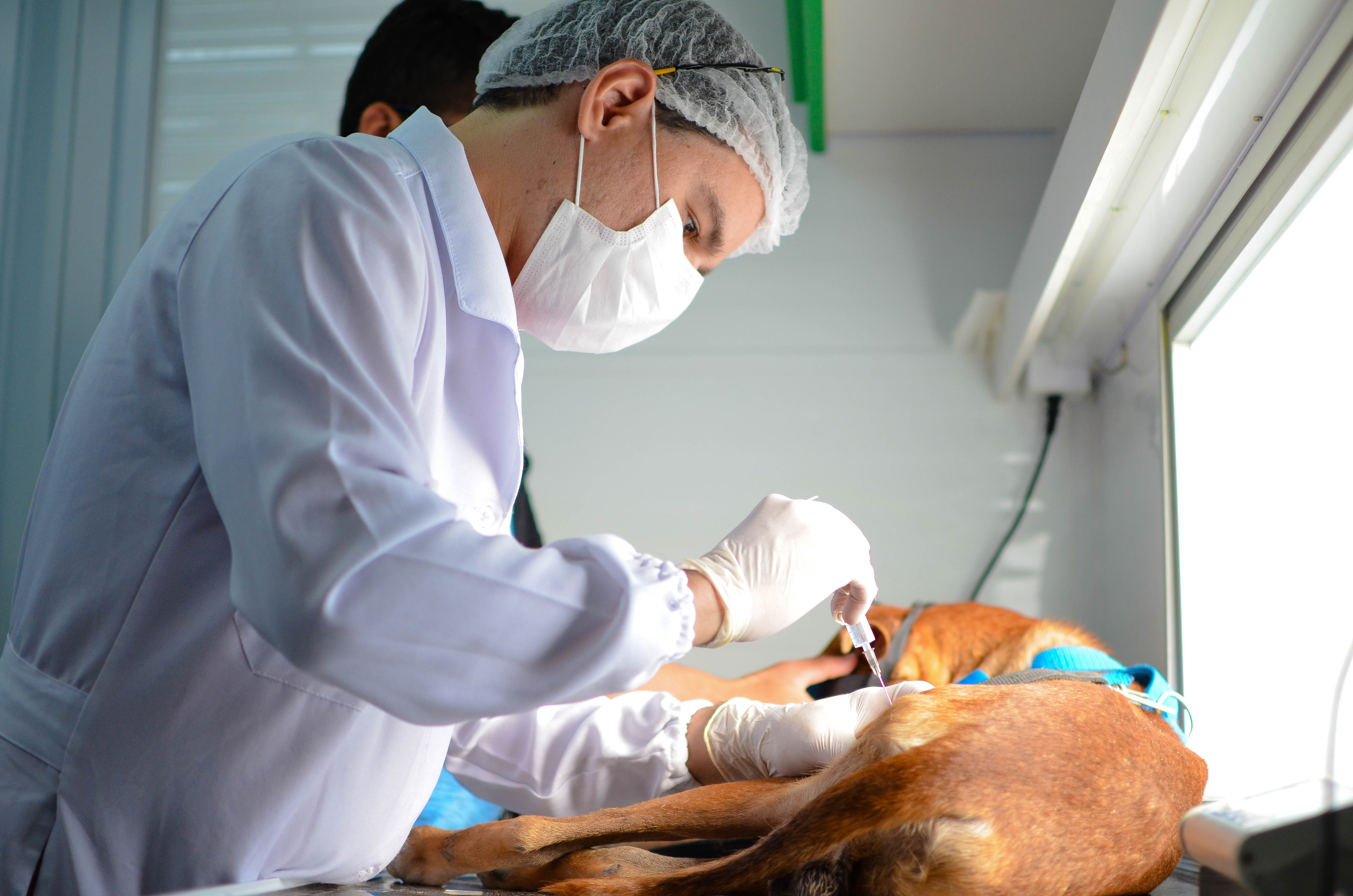 Veterinário atendendo cachorro no VetMóvel