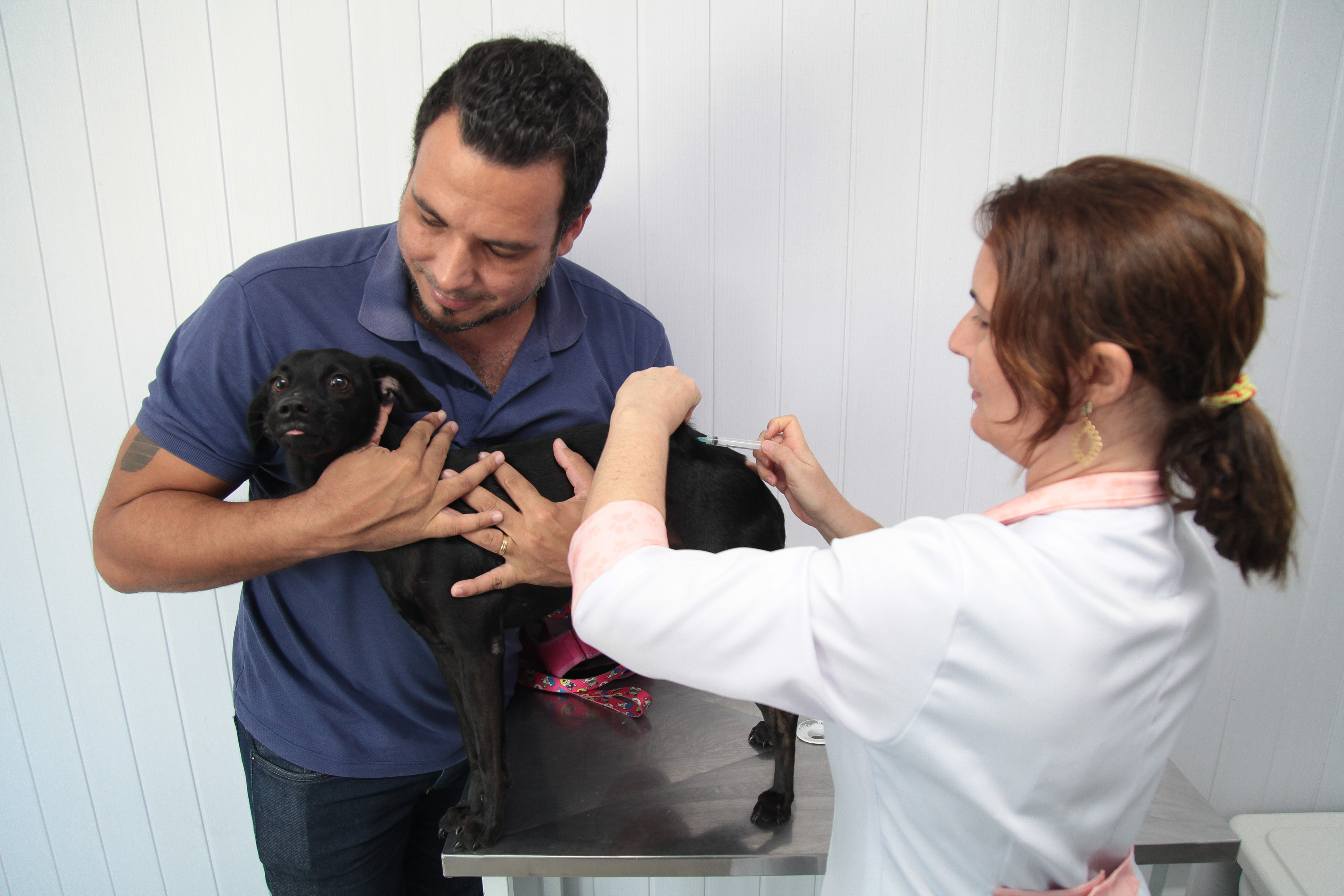 Cachorro sendo vacinado