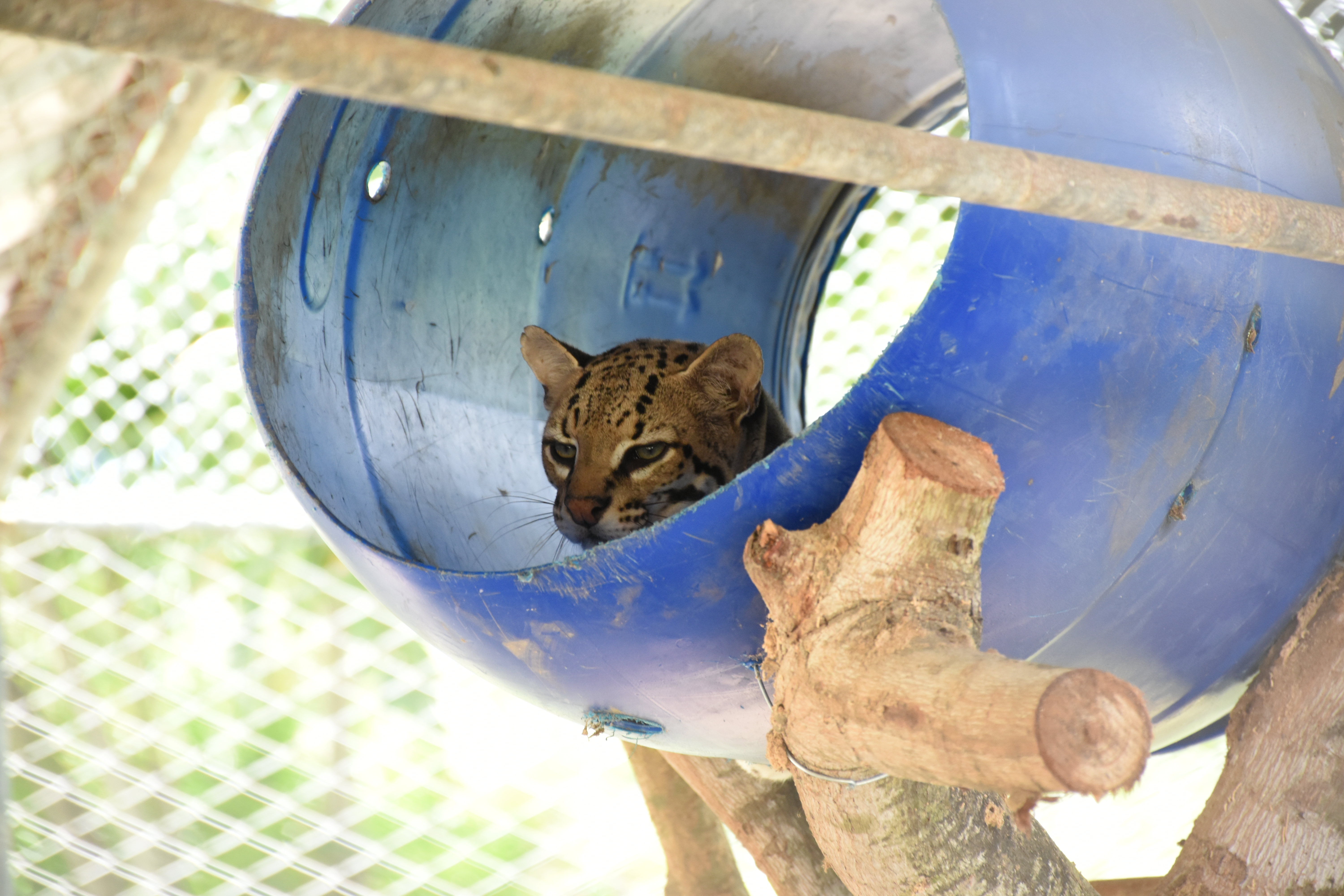 Gato-do-mato dentro de seu recinto