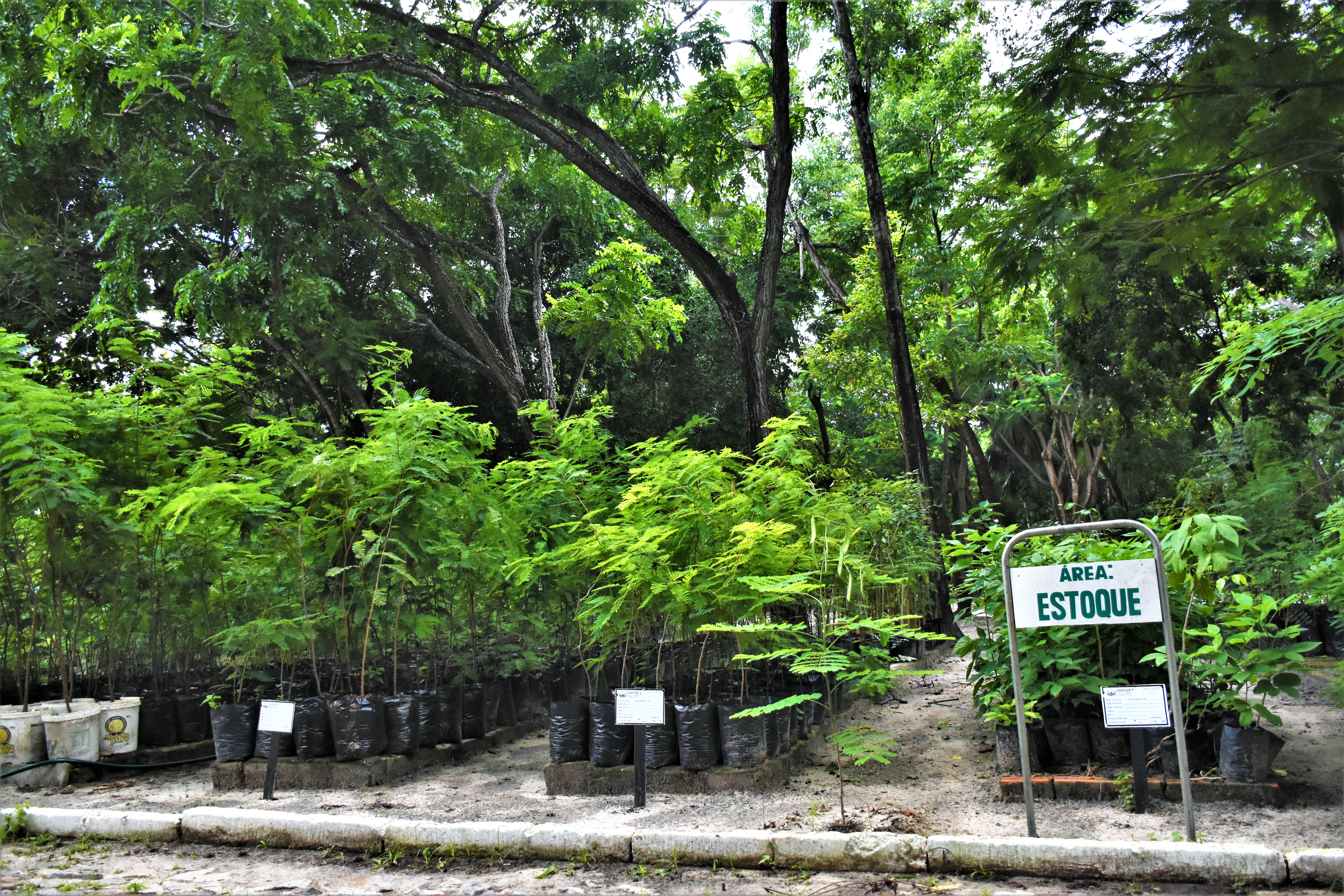 Sacos de mudas de plantas produzidas no Horto Florestal Municipal 