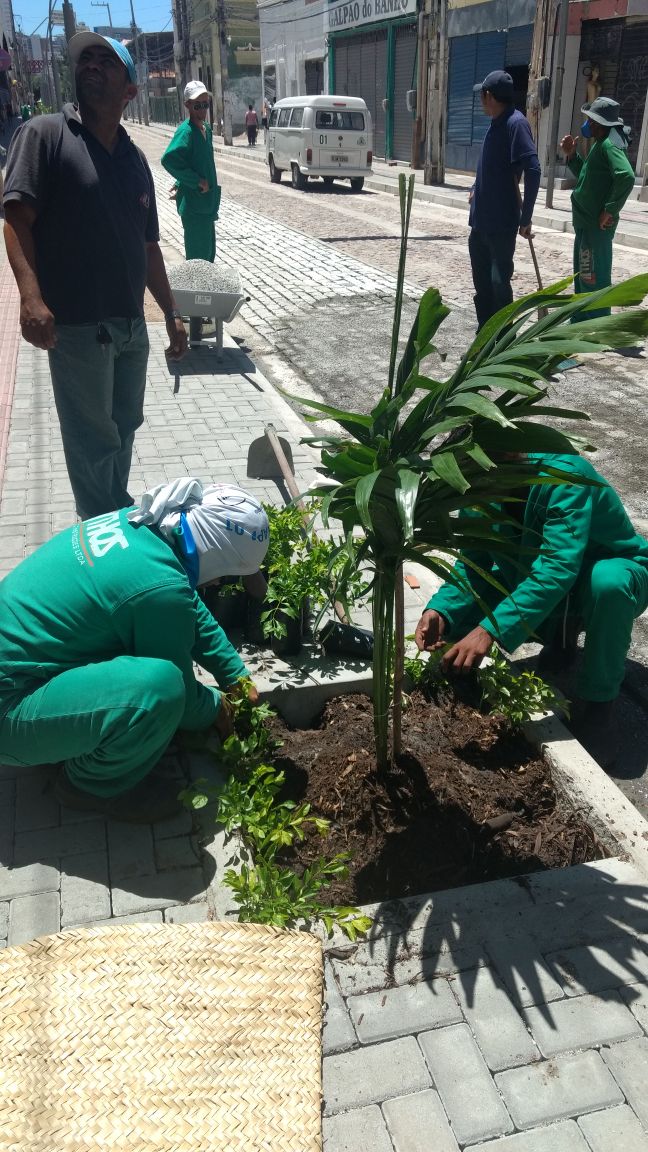Homens plantando muda de Mini Palmeiras imperiais na Rua José Avelino
